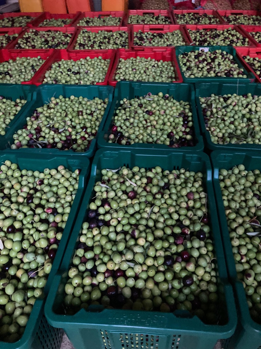 Jak rozpoznać dobrą oliwę z oliwek – poradnik