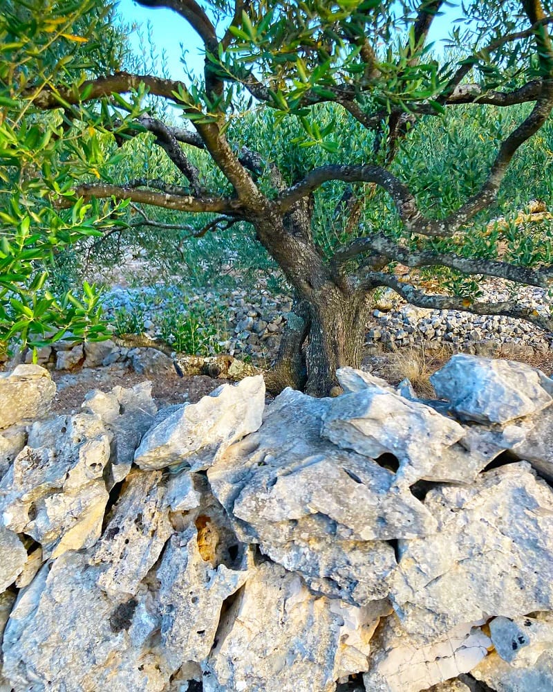 Chorwacka oliwa z oliwek – co ją wyróżnia