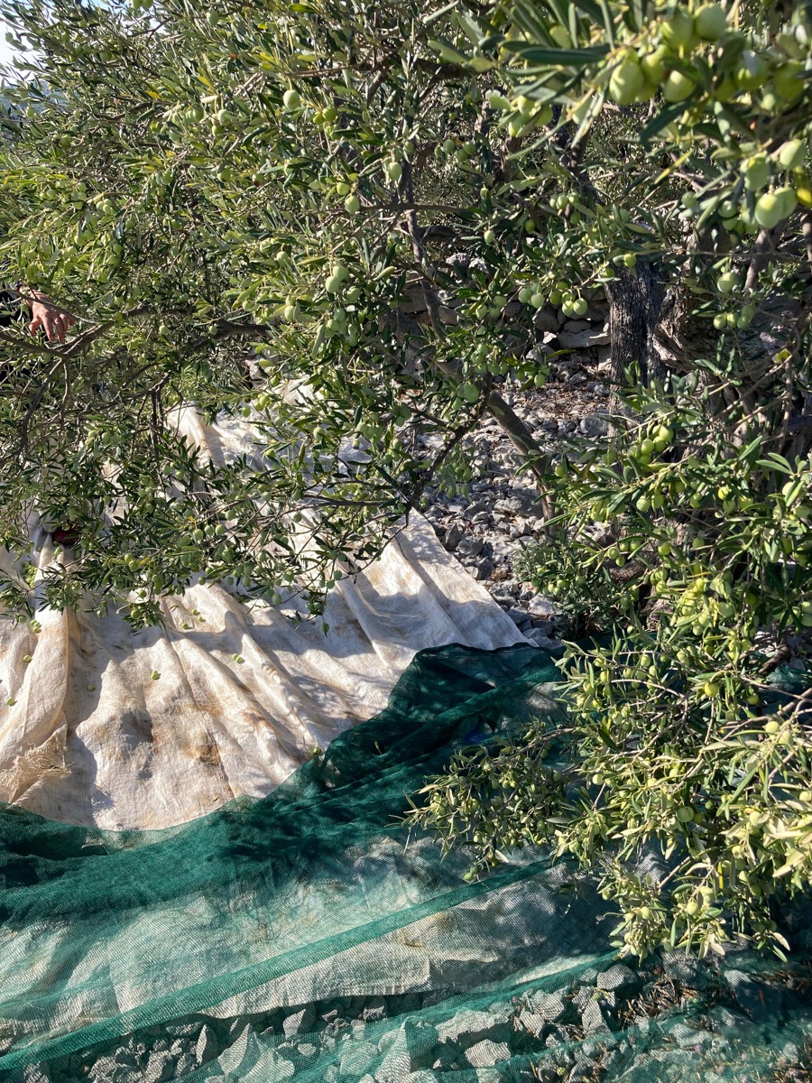 Rodzina Marinov – producenci najlepszej chorwackiej oliwy z oliwek